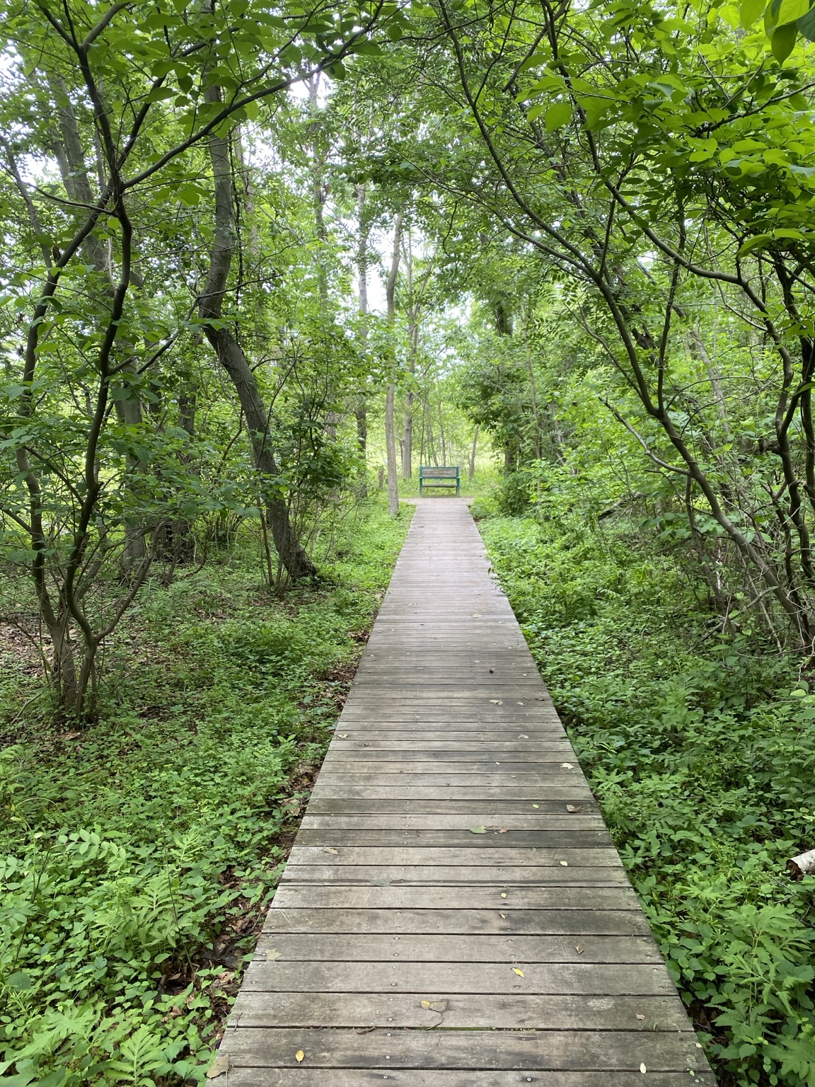 A wooden boardwalk leading through a green woodland toward a bench