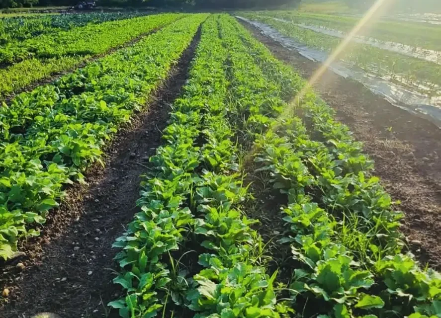 Sunlight falling across long green growing rows