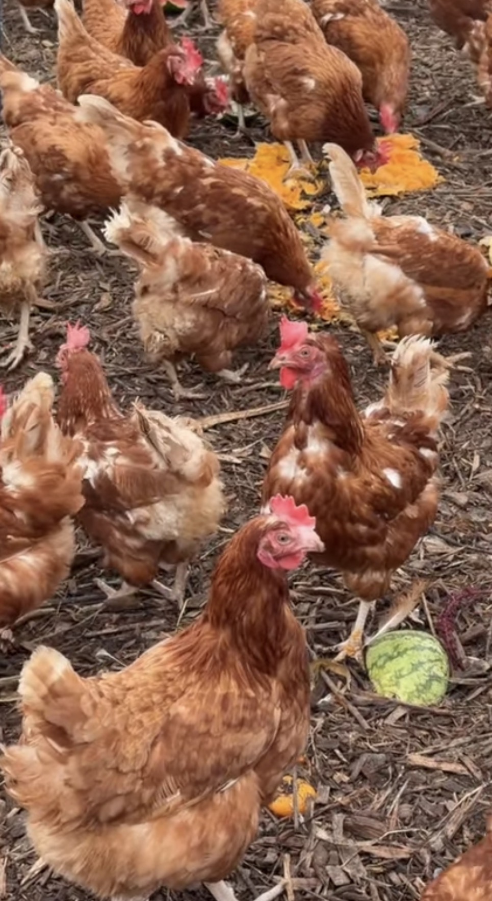 Hens pecking at pieces of squash and watermelon outdoors