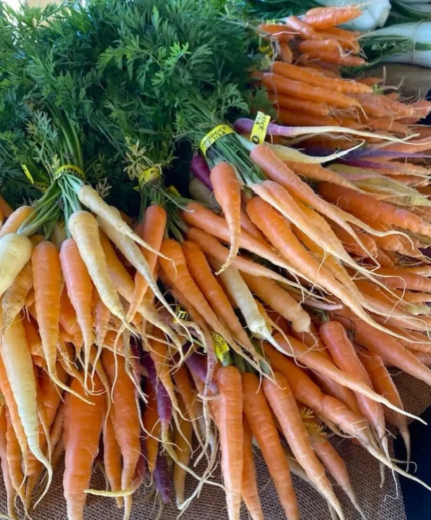 Fresh orange, yellow and purple carrots with leafy tops