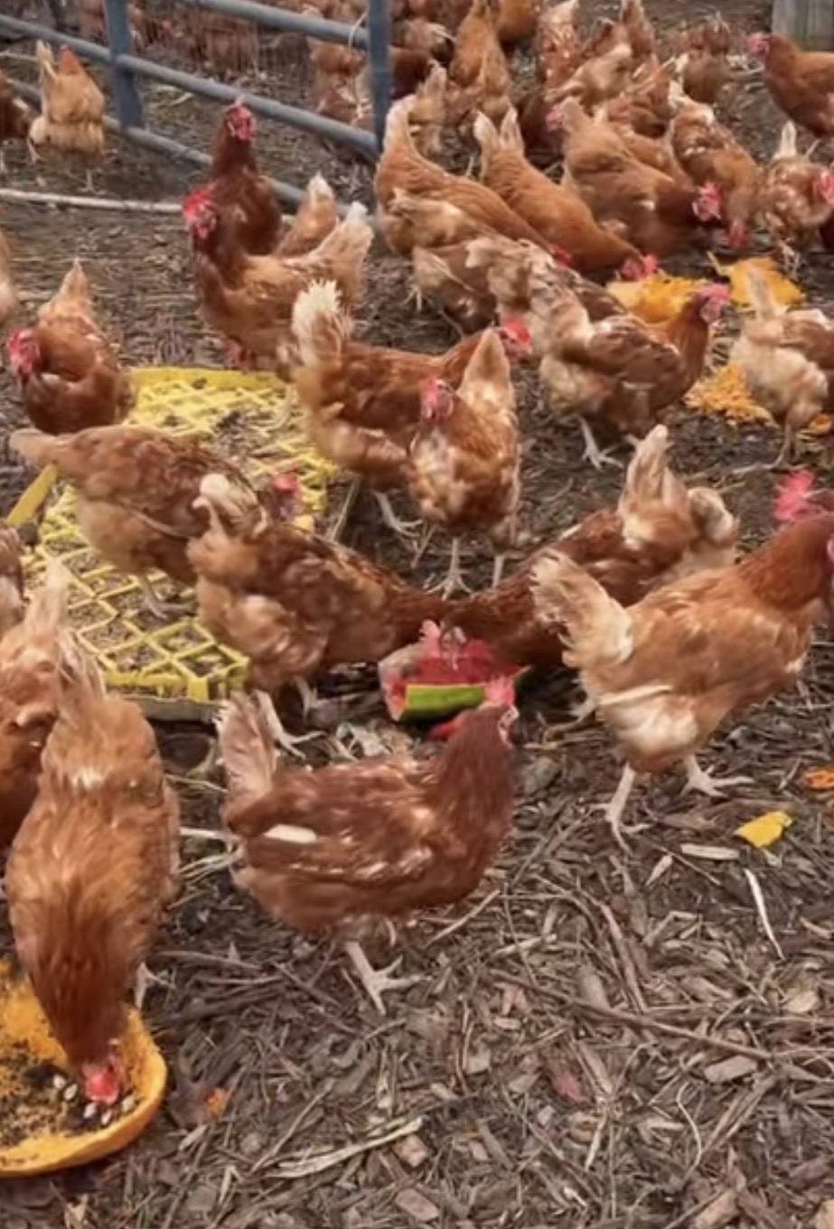 A flock of brown hens gathered together inside their enclosure