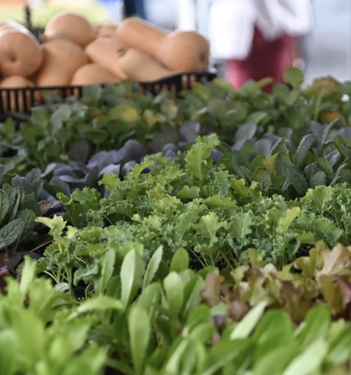 An abundant display of fresh leafy greens
