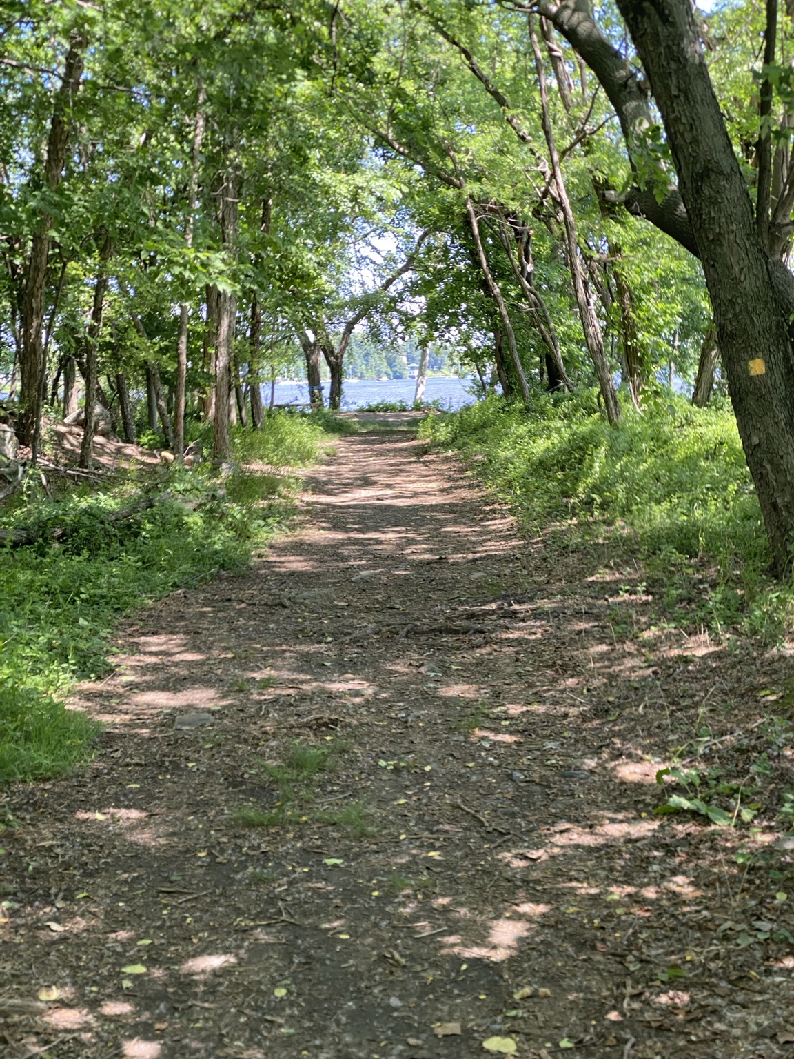 A woodland trail leading toward the water