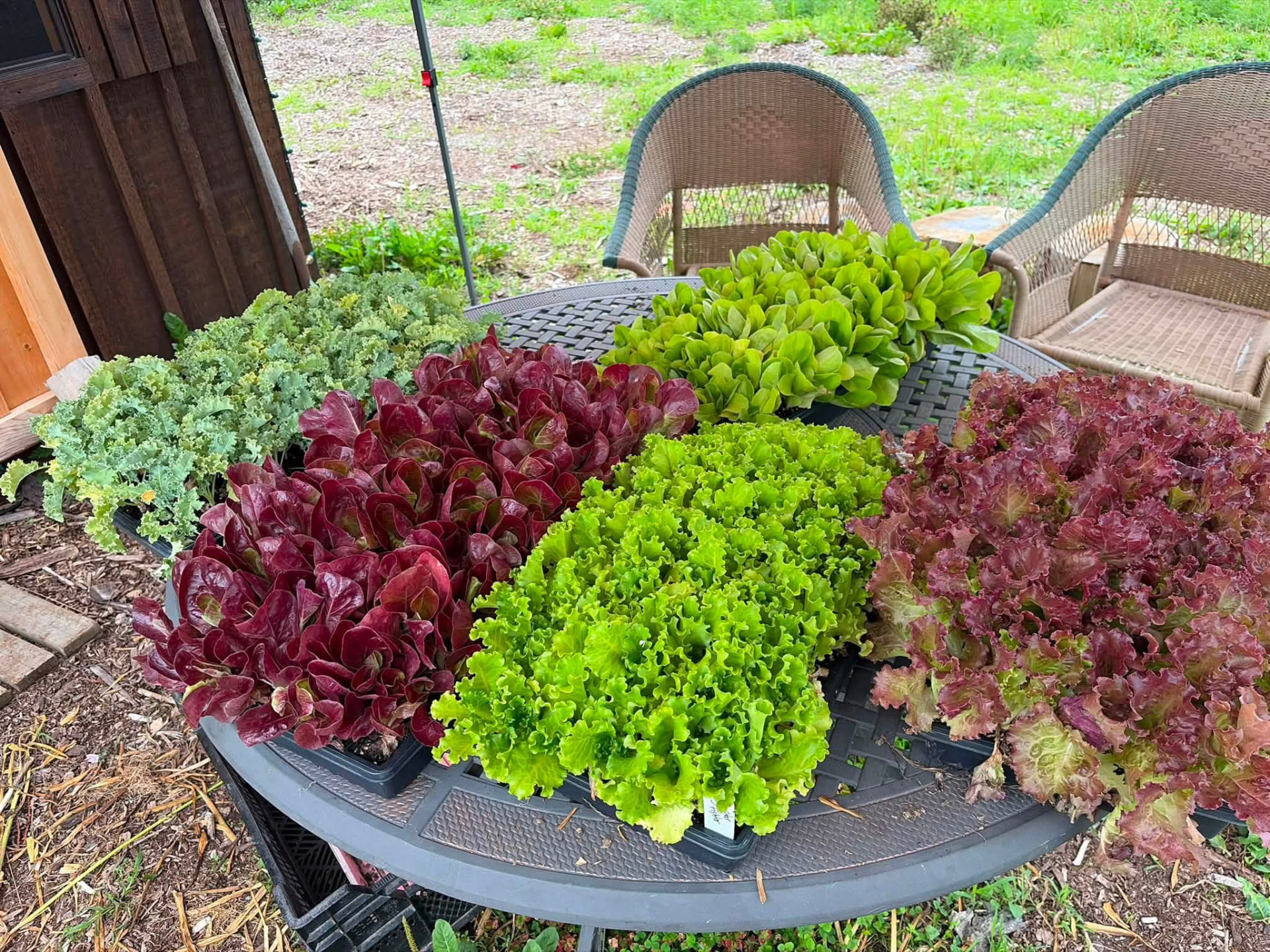 Trays of red and green lettuces and curly kale arranged on a round garden table
