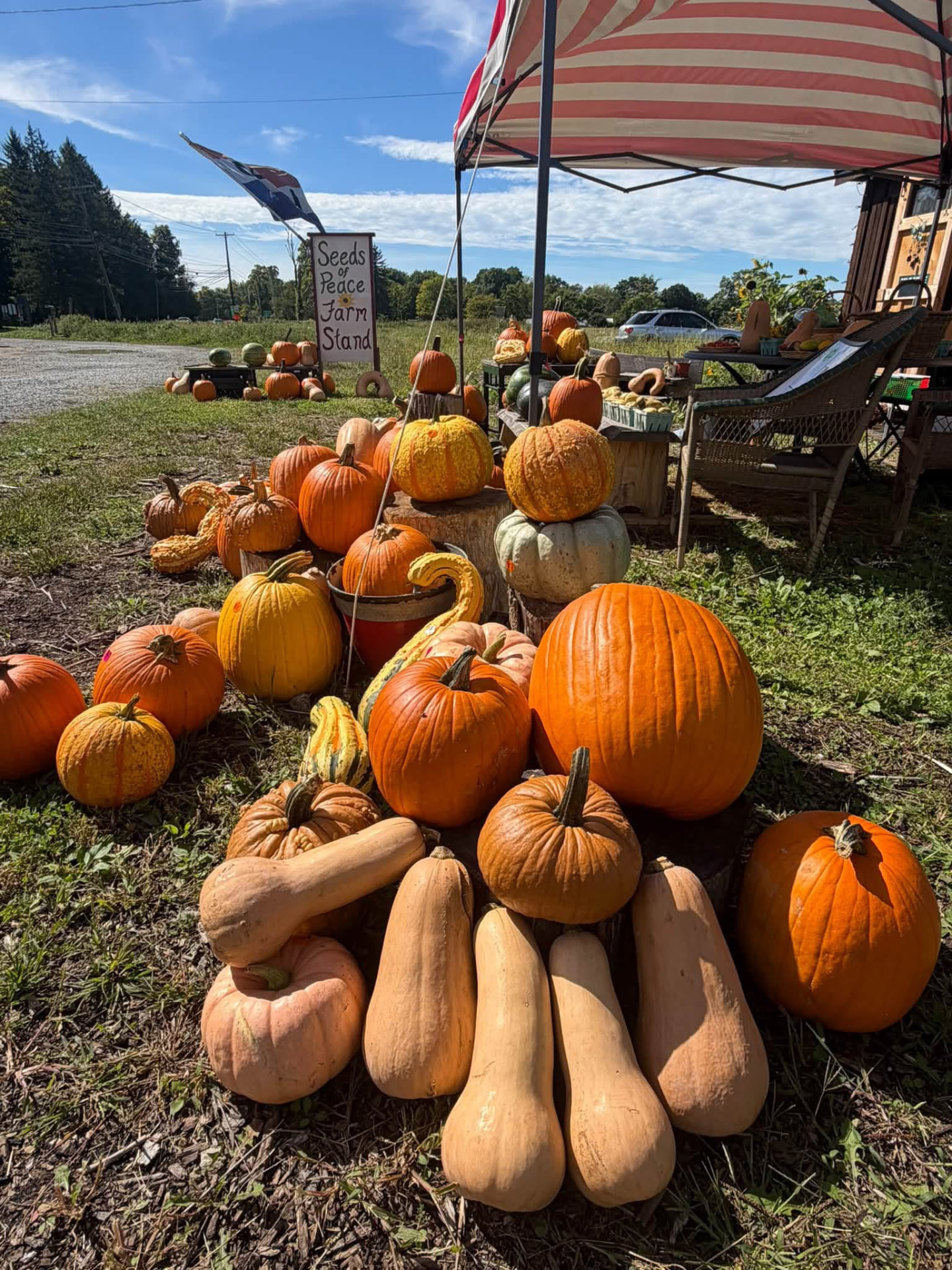 Pumpkins and butternut squash piled beside the Seeds of Peace Farm Stand sign on a sunny day